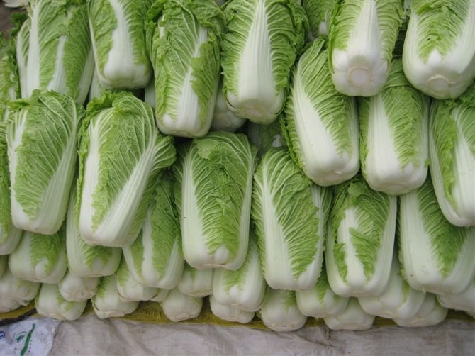 大白菜冷庫安裝好后儲(chǔ)藏需要做好哪些準(zhǔn)備工作?